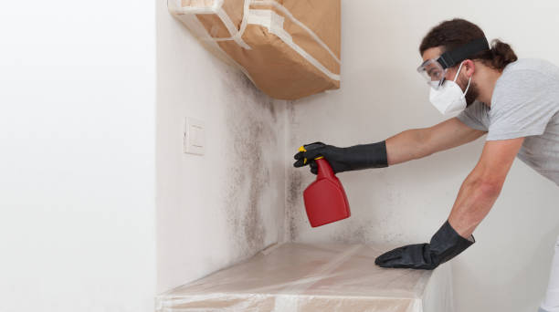 Attic Mold Remediation treatment on roof deck in Bloomingdale