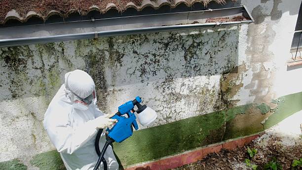 Mold Removal service in Bloomingdale
